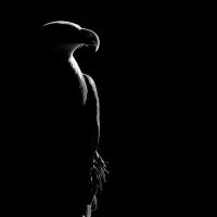 Mr Cardinal (@ephykuria22) 's Twitter Profile