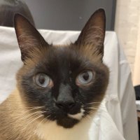 Juan Pueblo Ii (@juanpuebloii) 's Twitter Profile