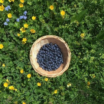 a_poll32734's profile picture. music artist since 1997