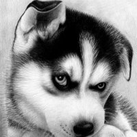 シン (@shinchan17men) 's Twitter Profile Photo