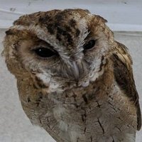 Owltitude Press (@owltitudepress) 's Twitter Profile