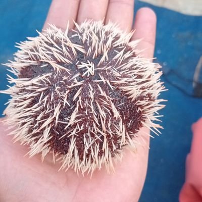 pkeiplangs's profile picture. #principles