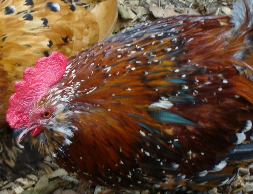 4happychickens's profile picture. Would be owner of more chickens and possibly quail