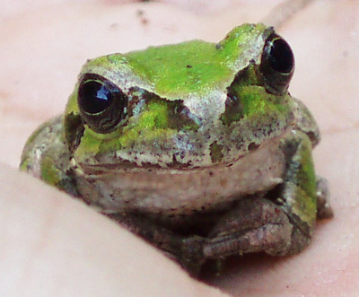 コケムシを中心とした無脊椎動物の系統分類や生活史を研究しています。もっと多くの人にコケムシの魅力を伝えたい。群体／生物群集／骨片／外肛／苔虫／箒虫／腕足／棘皮／刺胞／博物館／水族館／西之島 Taxonomy/Biology/Bryozoa/Phoronida/Brachiopoda @KokemushiLab