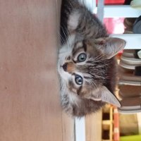 Yaramaz çocuk (@yaramz_cocuk) Twitter profile photo