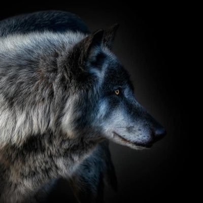 MarcoMeloni69's profile picture. 🇮🇹