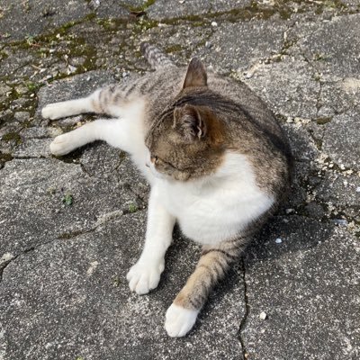 4T5JDFScOa28392's profile picture.