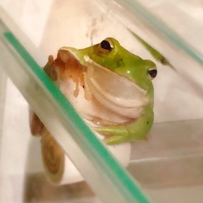 nitapistan's profile picture. 🐸画質の荒いカエルテラピー🐸