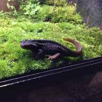 Kunugi (@kunugi_newt) 's Twitter Profile