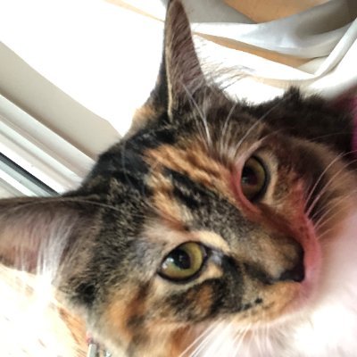 jeffriesradio's profile picture. The Last Trafficbender - Catch me me on Twitch TV daily  - https://t.co/aPWZybYNJs - Drab as a fool, as aloof as a bard