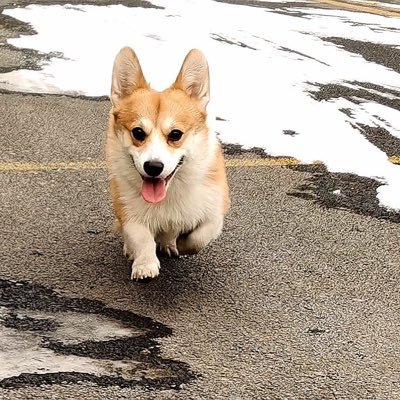 CorgiWatermelon's profile picture. 每关必回🤝🏻
