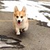 Corgi_WTML(互fo必回) (@corgiwatermelon) Twitter profile photo Corgi_WTML(互fo必回) (@corgiwatermelon) Twitter profile photo
