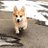 Corgi_WTML（互fo必回） avatar