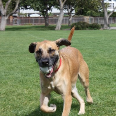 PupToPark's profile picture. 