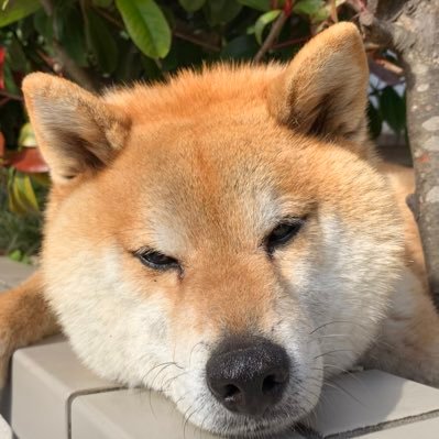 クラウンライター時代からのライオンズファン。ライオンズの勝利を信じて、毎日、テレビで観戦。年に数試合は所沢へ。高知春野キャンプは近いんで行きます。/ 週2のボウリング🎳とテニス🎾。/今年もよさこい祭り踊りました。後は、出前でちょこちょこと踊ります。/投資系(株主優待)?YouTube始めました。見てね。