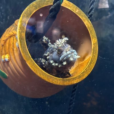 Kimendoushi's profile picture. ボカロが大好きで雪ミクとマジカルミライは、毎年買ってる   ウマ娘もかなり好き