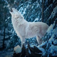 Бели Вук (@bejn565) 's Twitter Profile Photo