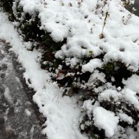 桜もち (@praihal) 's Twitter Profile