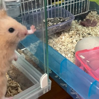 1992shizuka's profile picture. 🌺沖縄 ケアマネ