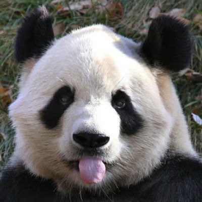 DavidWong741782's profile picture.