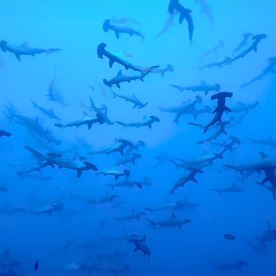 alexpuig81's profile picture. 
