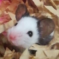 ๐QUIX๐ (@calamity_quix) 's Twitter Profile