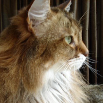 jilliebeancat's profile picture. 