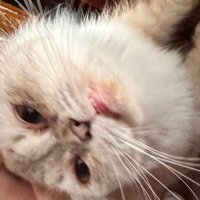 Cala Del Rey (@bluearez) 's Twitter Profile