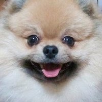 福🌼垂れ耳のポメラニアン🥔 (@fukusan_pome) 's Twitter Profile Photo