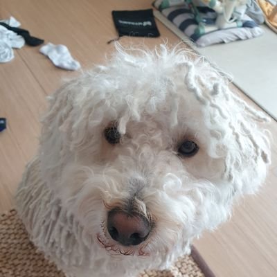 jejubalam's profile picture. 테슬라 모델3오너,테슬라,코인 투자
 경매를 하며, 
반려견 헝가리안 풀리와 함께하고 있어요.