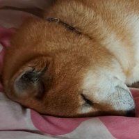 Ar₁₈ (@chefcooo_js) 's Twitter Profile