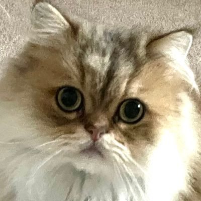 ずいぶん大人になってからピアノを始めてがんばっています。 ツイートは園芸や愛猫の事が多いです。愛猫はBeeという名前で元保護猫です。