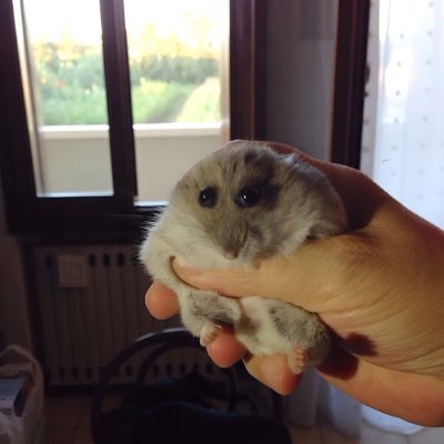 the cutest mouse on solana squeak squeak 🐭
TG: https://t.co/3hAL62fG2h