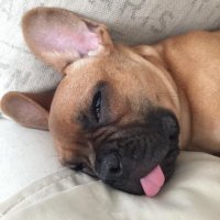 Patriot Lady (@tobysmom64) 's Twitter Profile