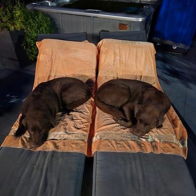 chocolat_mike's profile picture. 