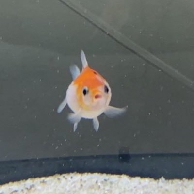 lordefranzia's profile picture. he/him || Angel, Slurper, Weeaboo, Pokémon Master, People liking same sex (gay) , weather change , mother against daughter , father against son ,