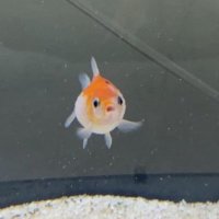 golfish (@lordefranzia) 's Twitter Profile Photo golfish (@lordefranzia) 's Twitter Profile Photo