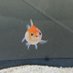 golfish (@lordefranzia) Twitter profile photo golfish (@lordefranzia) Twitter profile photo