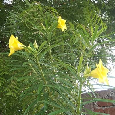 🌻अनुगच्छतु प्रवाह🏵️