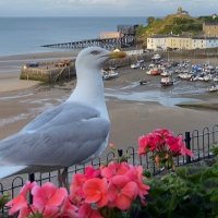 Tenby Observer (@tenbyobserver) 's Twitter Profile Photo Tenby Observer (@tenbyobserver) 's Twitter Profile Photo
