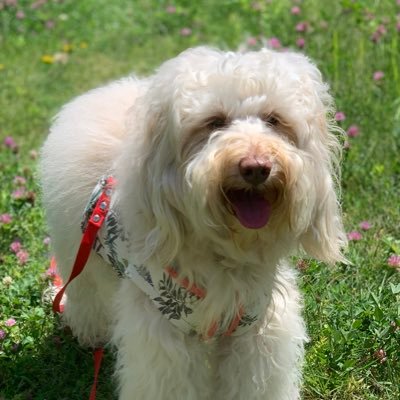 mai_holy's profile picture. 犬猫動物全般大好き/嵐、事務所好き/宝塚OG瀬奈じゅんさん月城かなとさん/🌙礼華はるさん　情報収集メインのためあまりつぶやきませんが、無言いいね、フォロー失礼します