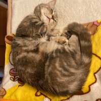 ウィスキーですか猫ですか (@sm1123595) 's Twitter Profile