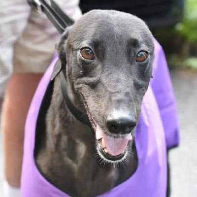 BRogers987's profile picture. He/Him - Socially awkward nerd. Lover of games, F1 and sarcasm