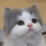 まろ (@majuxmaro) 's Twitter Profile