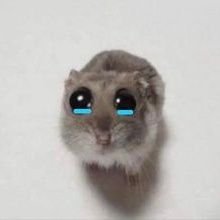 HamsterMemeCoin's profile picture. I am a Sad Hamster | Web3