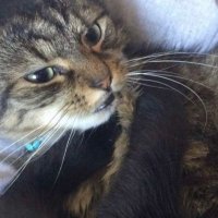 Fan James (@thefanjames) 's Twitter Profile Photo Fan James (@thefanjames) 's Twitter Profile Photo