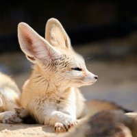 maneki (@synthfemfennec) 's Twitter Profile