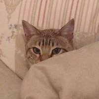 Yin🐥🌈 (@tiredxvet) 's Twitter Profile Photo Yin🐥🌈 (@tiredxvet) 's Twitter Profile Photo