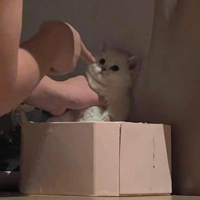 cuoingcac's profile picture. hiii