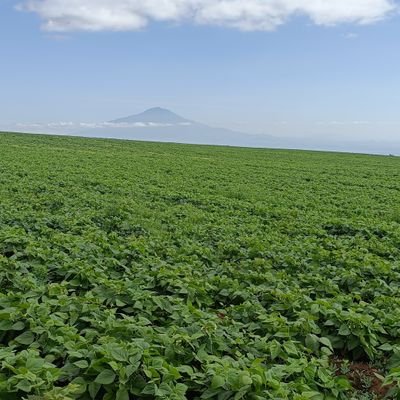Farming is my passion.
Simlaw seeds company Limited